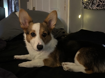 corgi
