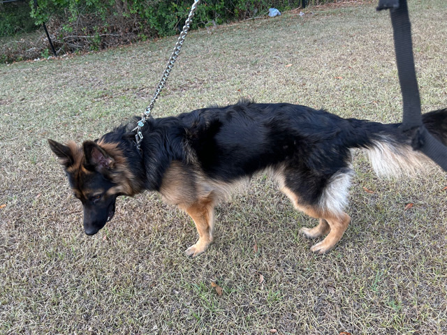 German Shepherd – dog