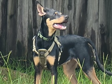 Rehoming my 7 month old doberman Pinscher 