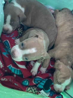 American Pit Bull Terrier – Pitbull Puppies