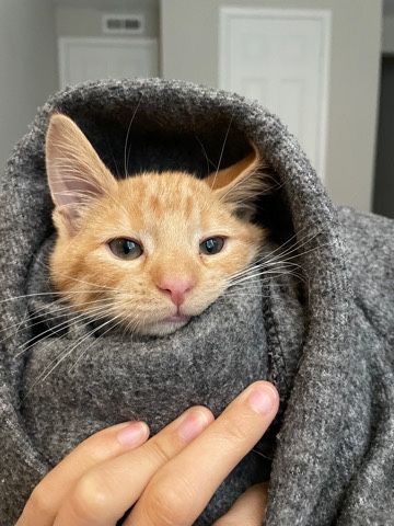 American Shorthair – Orange Tabby Cat
