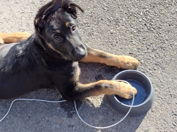 German Shepherd – German shepherd puppy