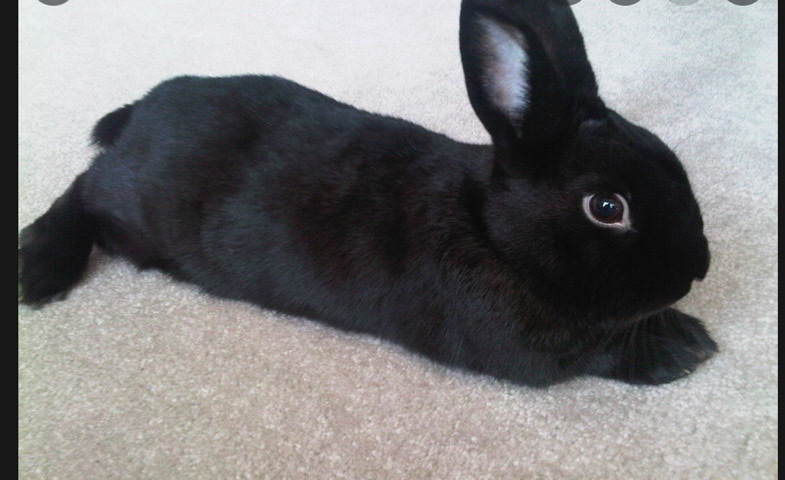 Havana – Bunzy the Bunny
