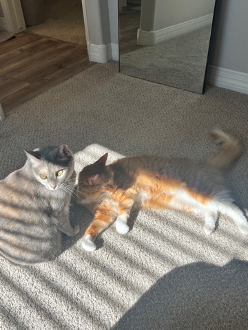 2 female cats pumpkin and princess