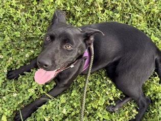 Mixed Breed – Maggie - Fiest – Cosby
