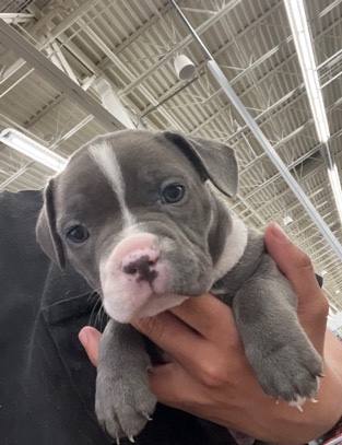 American Bulldog – Americano Bull Dog