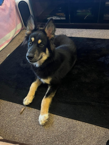 Alsatian husky