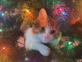 beautiful long hair orange and white cat – Brooklyn Park