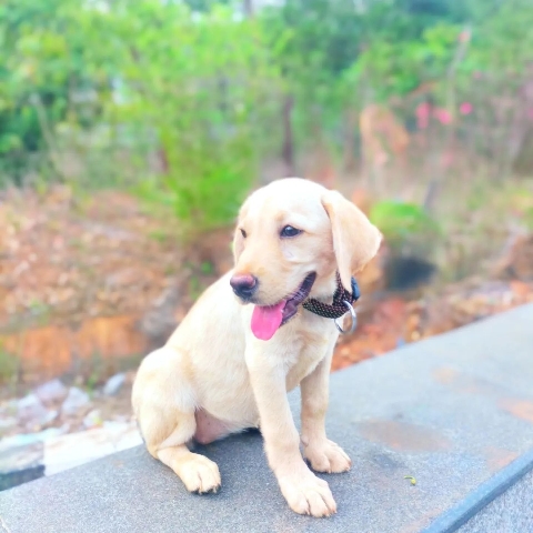 Labrador Retriever – pet sale