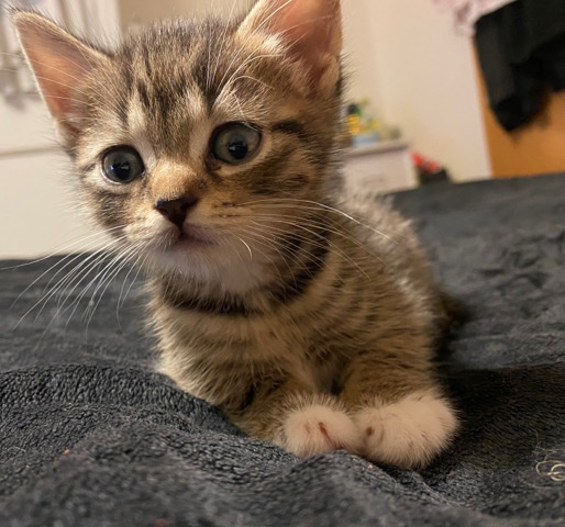 British Shorthair – Bkh mix Kitten