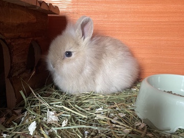 Others - Conejitos enanos available for adoption in Madrid