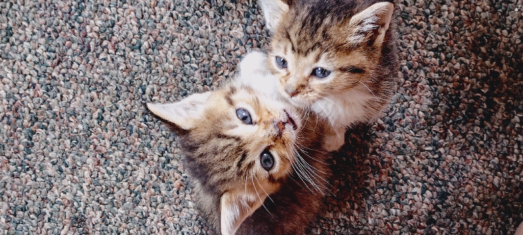 American Shorthair – Twin Tabby Sisters