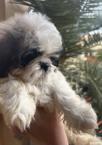 Shih Tzu – pure Shih Tzu puppies