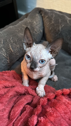 Sphynx