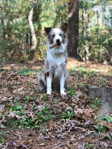 Australian Shepherd – rehome