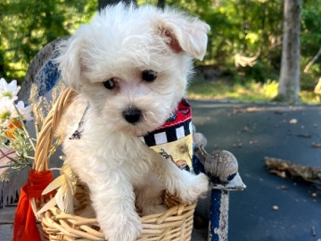 Image of Maltipoo