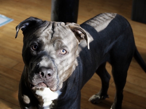 Mixed Breed – Ozzy – East Providence