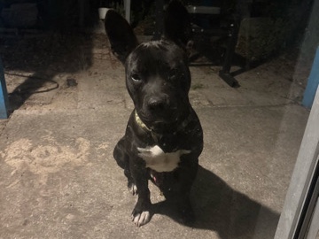 American Pit Bull Terrier – meet ghost! – Titusville