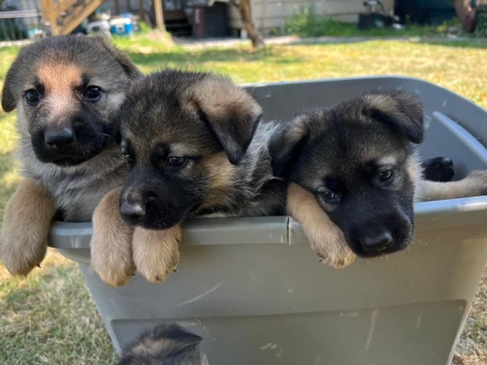 German Shepherd – German shepherd puppies