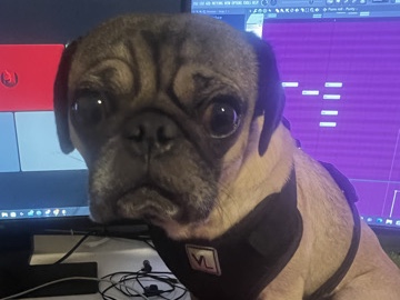 Pug – Selling 3yr old pug