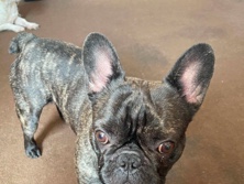 French Bulldog – French bulldog – Middlesbrough
