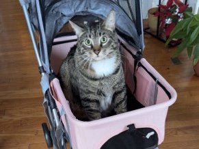 American Shorthair – Sweet & Chill Tabby Cat “Chippy” Needs a Loving Home – Manassas