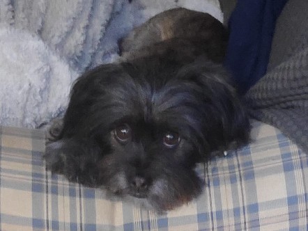 Doy en Adopción perro raza pequeña – Sueca