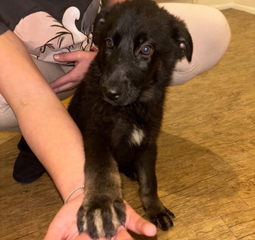 German Shepherd – 3 German shepherd puppies
