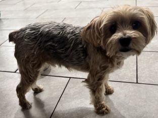 Yorkshire Terrier – Rex needs a forever home. – Jacksonville