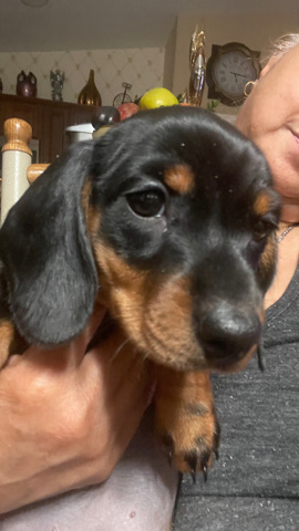 Dachshund – Dachshund Puppies For Sale