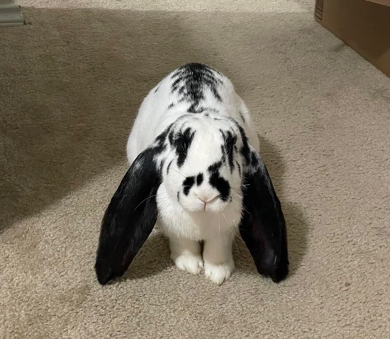 English Lop – Rehoming English Lop
