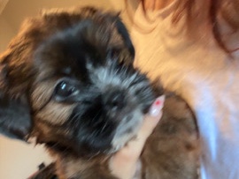 Shih Poo – shorkietzu puppy – Holyoke