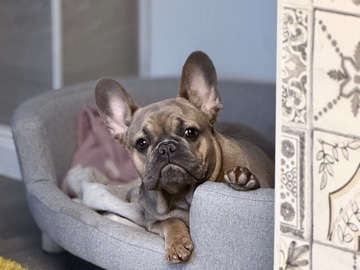 French Bulldog – Französische Bulldogge, 8 Monate, Weibchen – liebevolles Zuhause gesucht ❤️ – Frankeneck