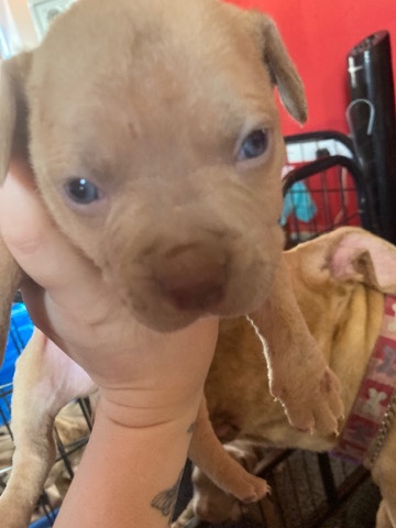 xl bully babies