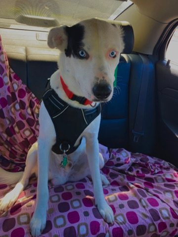 Labrador Husky – Simon