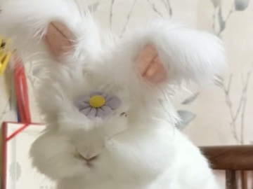 English Angora rabbit / bunny