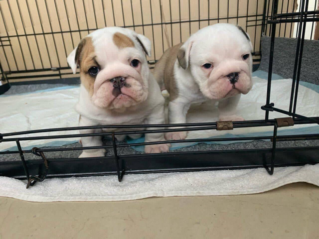 Bulldog – Adorable English Bulldog Puppies For Sale