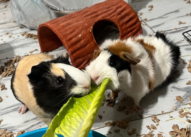 guinea pig – Guinea Pigs for Sell !!