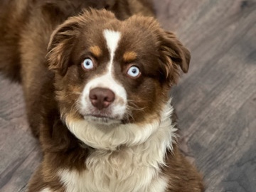 Australian Shepherd – Mini Aussie – Windsor