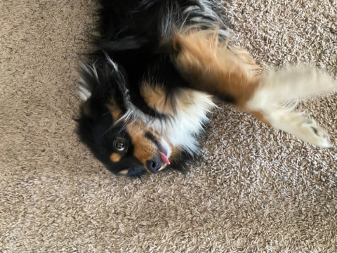 Australian Shepherd – Need to find a new home