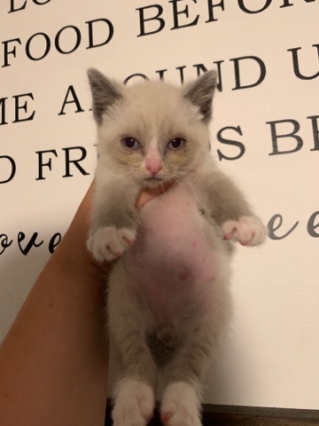 Siamese – kitten