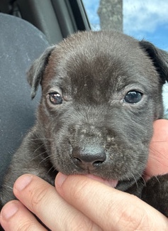 Labrador Husky – Free Puppies to Good home