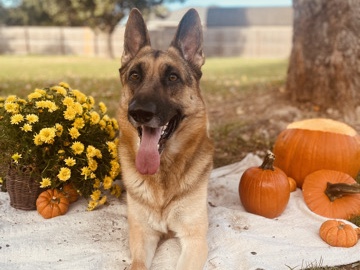 2 Year Old Male GSD - Doughey