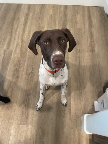 German Shorthaired Pointer – German Shorthair Pointer