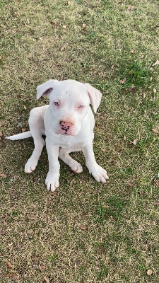 American Pit Bull Terrier – Free Pit mix puppies – Birmingham