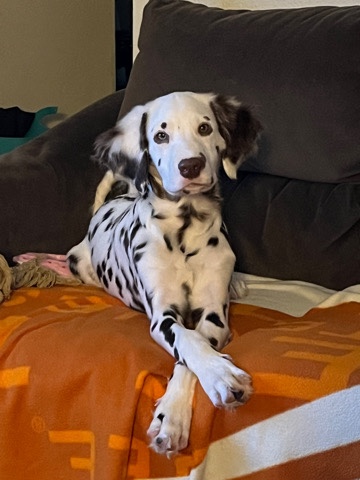 Dalmatian – Stud for Sale