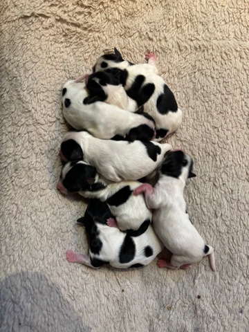 Yorkshire Terrier – Biewer Terrier puppies