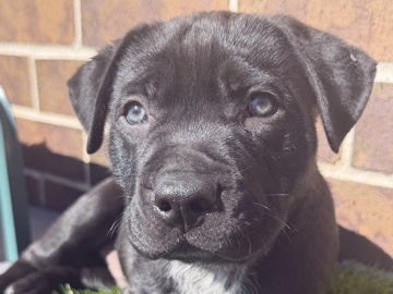 American Staffordshire Terrier – American Staffie x German shepherd – Mortdale