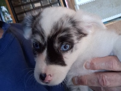 Jack russel/ chihuahua