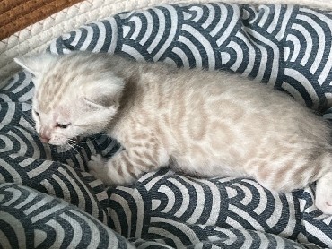 Bengal - TICA registrated Purered Snow Bengal kittens available  available for adoption in Yarmouth